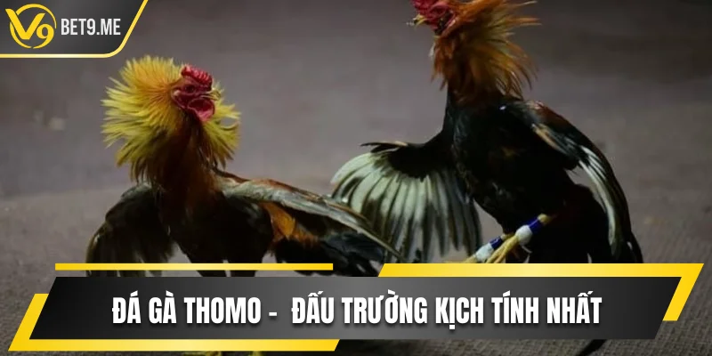 Trải Nghiệm Đá Gà Thomo Kịch Tính Và Hấp Dẫn Tại V9bet